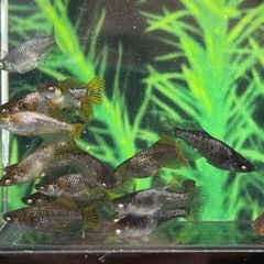 【橙】雄のみ ランダム5匹の画像
