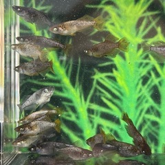 【橙】雄のみ ランダム5匹の画像
