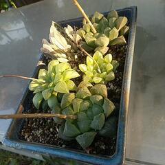 ハオルチア　寄せ植え