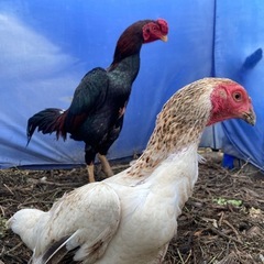 鶏　タウチー（闘鳥）　夫婦です - 南城市