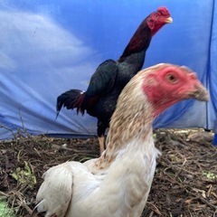 鶏　タウチー（闘鳥）　夫婦です - その他