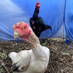 鶏　タウチー（闘鳥）　夫婦です