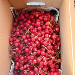 さくらんぼ🍒の画像