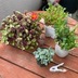 ランキングキーワードに紐づく投稿画像-多肉植物
