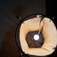 ランタン仕様, タイプ, light, の画像