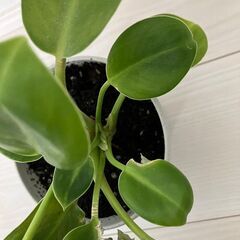 フィロデンドロン　4号鉢の画像