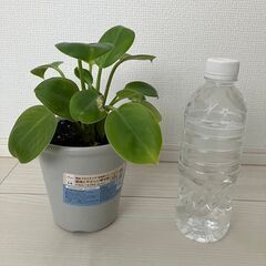 フィロデンドロン　4号鉢の画像