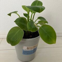 フィロデンドロン　4号鉢