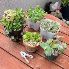 多肉植物　5点セット