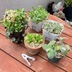 ランキングキーワードに紐づく投稿画像-多肉植物