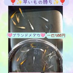 🌷LａLａメダカ唐戸店🌸毎週(火)(土)限定🌸 🌷10時〜…
