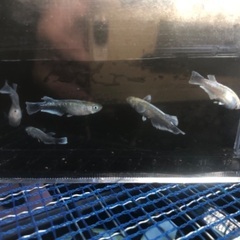 メダカ　エメキン　選外の為格安　オス1 メス4の画像