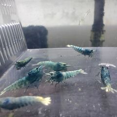 受付ストップします◆　　　　　　　　　　　　　　　　　　　　　　　　　　　　　　　　　　　　　　　　　　　　　　　　　　　　　　　　　　　　　　　　　　　　　　　　　　　　　　　　　　　　　　　　　　　　【現物】色濃い目、ターコイズシュリンプ。おまけ込み15匹セット。の画像