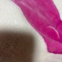 ブランケットの画像
