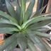 ランキングキーワードに紐づく投稿画像-観葉植物