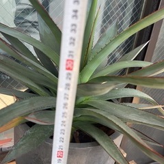 人気　アガベ　ブルーグロー　観葉植物　サボテン　ガーデニングの画像