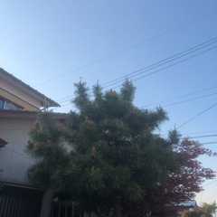 松の剪定　ほか　