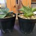 ランキングキーワードに紐づく投稿画像-観葉植物