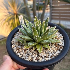 アガベ　
ダルマ笹の雪