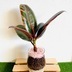 ランキングキーワードに紐づく投稿画像-観葉植物