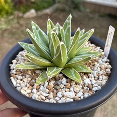 アガベ　
ダルマ笹の雪の画像