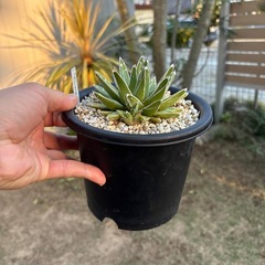 アガベ　
ダルマ笹の雪の画像