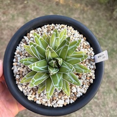 アガベ　
ダルマ笹の雪の画像