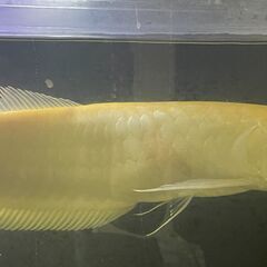 アルビノシルバーアロワナ②【10月末で締め切ります】の画像