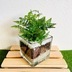 ランキングキーワードに紐づく投稿画像-観葉植物