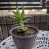 ランキングキーワードに紐づく投稿画像-多肉植物