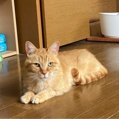 ちょっと特徴的なお顔、ナデナデ大好きな女の子