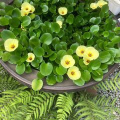 ②火鉢　メダカ鉢　超特大の画像