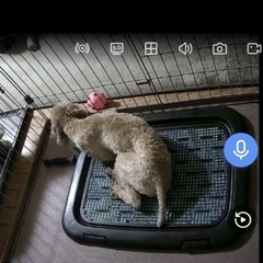 防犯　監視 1TBHDD内蔵NVR本体と500万画素カメラ4台の画像