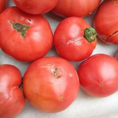 訳あり🍅トマト🍅　約5キロ程度の画像