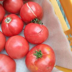 訳あり🍅トマト🍅　約5キロ程度の画像