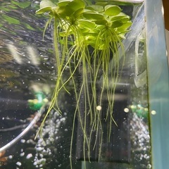 （水草）
の画像