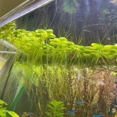 （水草）
の画像