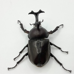 国産カブトムシホワイトアイペアの画像