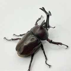 国産カブトムシホワイトアイペアの画像