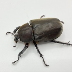 国産カブトムシホワイトアイペアの画像