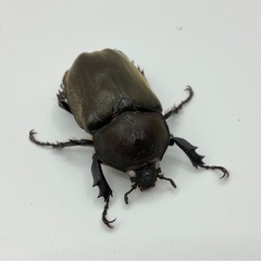 国産カブトムシホワイトアイペアの画像