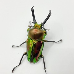 ニジイロクワガタオスメスペアオス羽パカの画像
