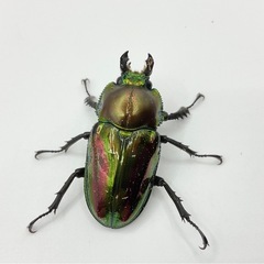 ニジイロクワガタオスメスペアオス羽パカの画像