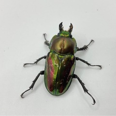 ニジイロクワガタオスメスペアオス羽パカの画像