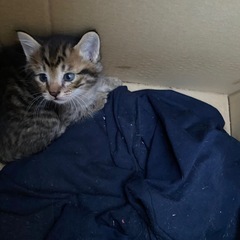 子猫　4匹決まりました
