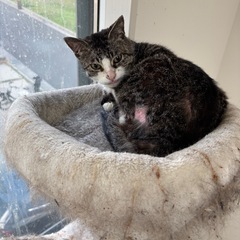 保護猫を助けて