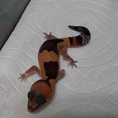 ズールーヘテロオレオ