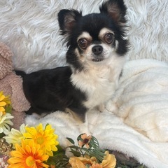 チワワの7歳おんなのこ