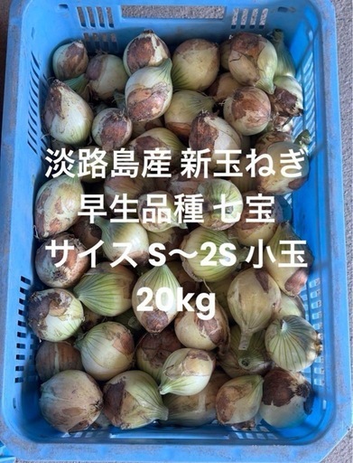 淡路島産 新玉ねぎ S～2S 規格外 20kg 小玉 玉ねぎ 早生七宝