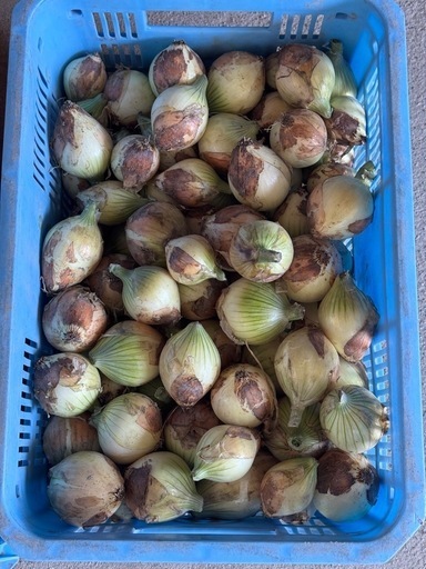 淡路島産 新玉ねぎ S～2S 規格外 20kg 小玉 玉ねぎ 早生七宝